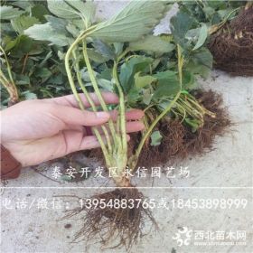 章姬草莓苗什么价格章姬草莓苗示范基地