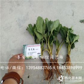 山东章姬草莓苗章姬草莓苗厂家