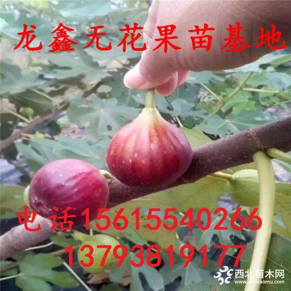 无花果树苗