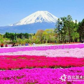 青州芝櫻種植基地