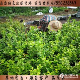 辽宁适合种植什么蓝莓品种 蓝莓苗哪里便宜