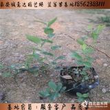 薄雾蓝莓苗怎么管理产量高 薄雾蓝莓苗批发基地