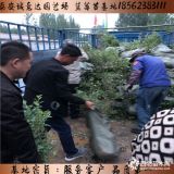 珠寶藍莓苗品種介紹 珠寶藍莓苗哪里便宜