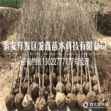 三公分石榴树苗价格3公分甜石榴出售