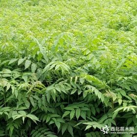 1年生香椿苗批发 山东泰安红油香椿苗种植基地