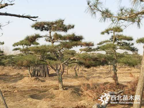 山迎客松種植基地