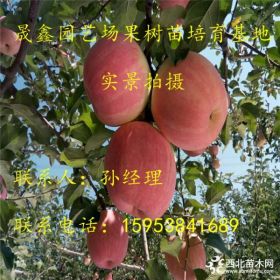 蘋果苗怎樣管理 3公分蘋果苗價(jià)格 哪里賣的蘋果苗好