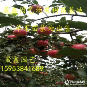 今年蘋果苗新價(jià)格 紅富士蘋果苗秋后價(jià)格 矮化蘋果苗基地