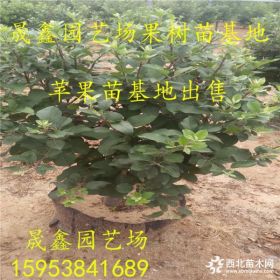 蘋果苗種植技術(shù) 蘋果苗適合什么土壤 蘋果苗多少錢一棵