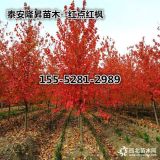 紅楓價(jià)格、12公分美國紅點(diǎn)紅楓價(jià)格