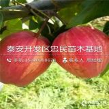 2018年紅梨樹苗多少錢一棵、山東新品種紅梨樹苗基地