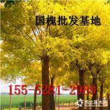 山東3公分-4公分-5公分國槐價(jià)格