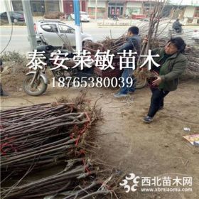 矮化樱桃苗批发 矮化樱桃苗价格