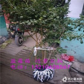 高度20蓝莓苗批发 哪里有20高蓝莓苗 蓝莓苗装车价格