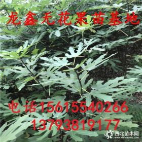 三公分波姬红无花果树苗价格出售基地