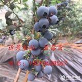 哪里可以批发蓝莓苗 山东蓝莓苗多少钱 蓝莓苗什么价格