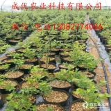 哪里可以批發(fā)新品種藍莓苗 山東藍莓苗怎么賣 藍莓種苗基地