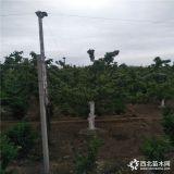 什么时候种植樱桃苗 樱桃苗怎样管理