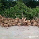 种植石榴树收入怎么样 石榴树产量