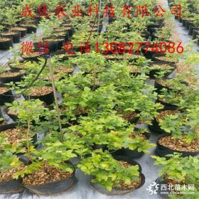 2年蓝莓苗什么价格 3年蓝莓苗怎么卖 哪里蓝莓苗比较多