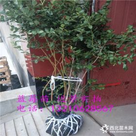 供应蓝莓小苗 山东蓝莓苗怎么卖