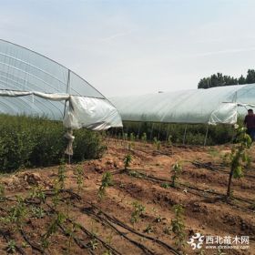 供應(yīng)20公分吉塞拉砧木 吉塞拉基質(zhì)苗批發(fā)基地