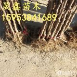 哪里有花椒苗 出售大红袍花椒树苗 花椒苗价格 基地批发花椒苗