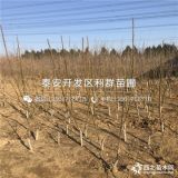 早實(shí)核桃苗新品種、2018年早實(shí)核桃苗價格