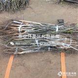 哪里有紙皮核桃苗賣(mài)、紙皮核桃苗多少錢(qián)一棵