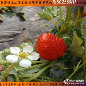 奶油草莓苗山东基地报价 奶油草莓苗高产栽培技术