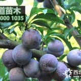 鳳凰李子苗批發(fā),3公分鳳凰李子苗價格行情