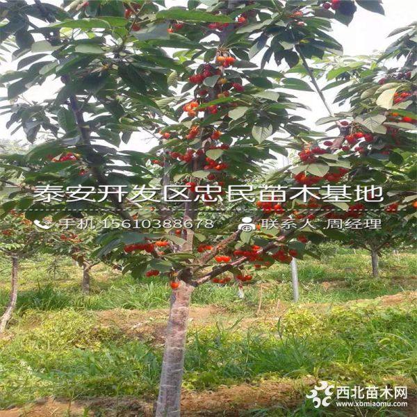 紅燈櫻桃樹苗