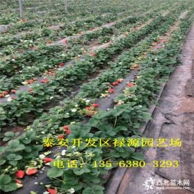 红颜草莓苗批发价格 红颜草莓苗批发基地