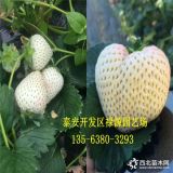 小白草莓苗哪有卖的 小白草莓苗批发 小白草莓苗基地