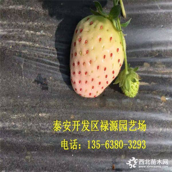 小白草莓苗