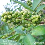 帶杯花椒秒哪里有賣的價(jià)格多少錢 大紅袍花間基地出售