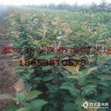 供应优质红梨  优质红啤梨 现挖梨树苗 价格好