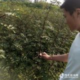 泰山花椒苗批發(fā) 哪里賣的花椒便宜