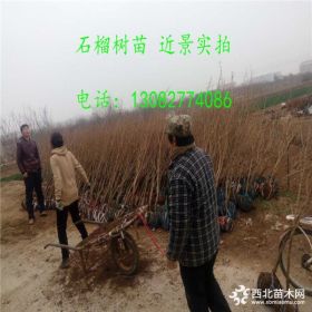 山东地区哪里石榴苗多 我想买石榴苗价格多少