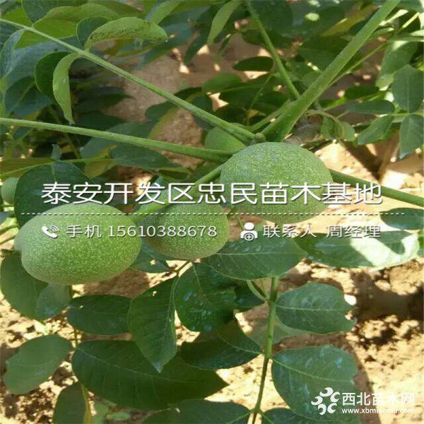 核桃树苗