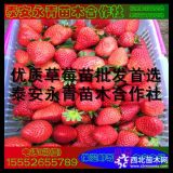 章姬草莓苗价格 章姬草莓苗批发基地