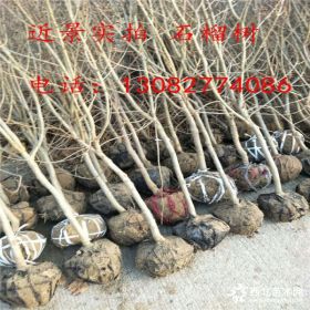 果石榴树哪里有卖的 3公分石榴树苗基地 什么地方有石榴