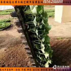 天仙醉草莓苗到底哪里便宜 天仙醉草莓苗哪里品种纯