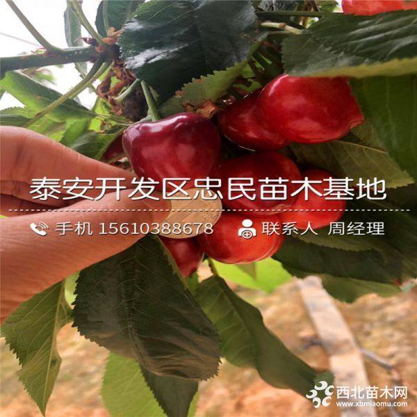 樱桃树苗