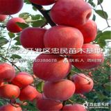 哪里有蘋(píng)果樹(shù)苗出售、2018年蘋(píng)果樹(shù)苗價(jià)格