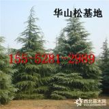 供应华山松_5米华山松_5.5米华山松