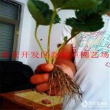 云南甜查理草莓苗价格 甜查理草莓苗报价多少钱种植技术