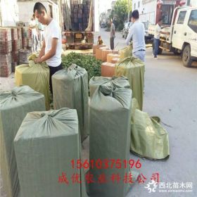 草莓苗基地 适应采摘园草莓苗 章姬草莓苗哪里卖