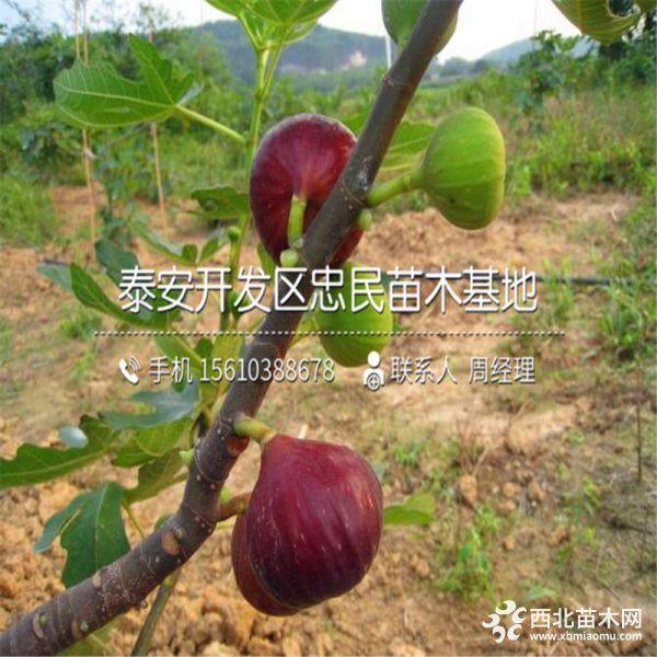 无花果树苗