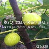 无花果树苗多少钱、2018年无花果树苗价格